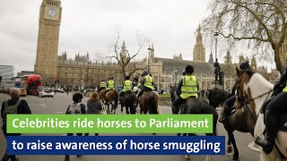 Celebrities ride horses to Parliament to raise awareness of horse smuggling