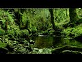 Forest sounds gentle nature sounds chirping birds relaxing nature music