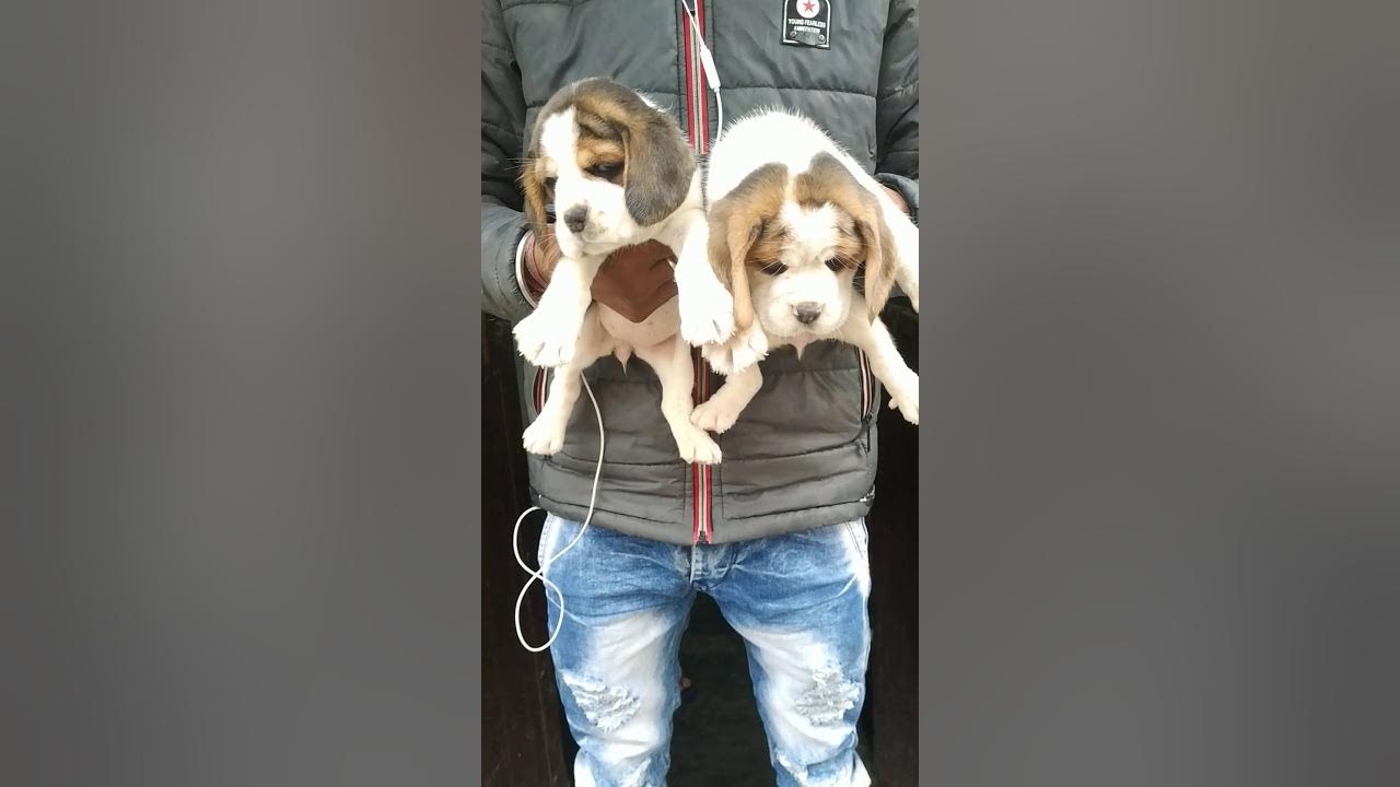 Beagle Puppies for sale in Haridwar , Dehradun Jharkhand at 8650006680