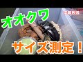 【オオクワガタ】新成虫！サイズ測定！