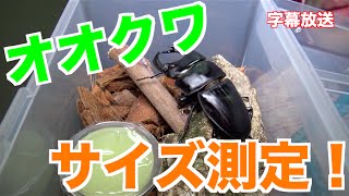 【オオクワガタ】新成虫！サイズ測定！