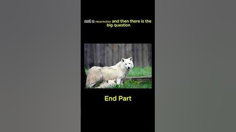 Dire Wolves , Final Part #direwolves #direwolvesareback #miracle