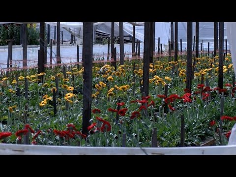 una-quinta-florihort-cola-es-modelo-de-producci-n-agroecol-gica-youtube