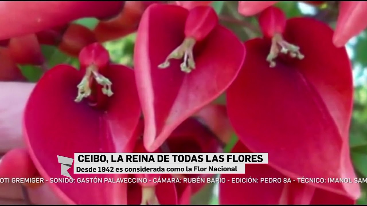 Ceibo: la reina de todas las flores - YouTube