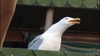 meme Seagull, burung camar ketawa original