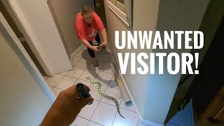 Deadly Puff Adder Found In Their House!