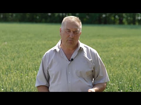 Протравители Сингенты. Отзывы