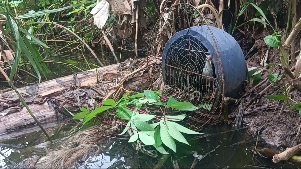 quốc mồi tập lụp