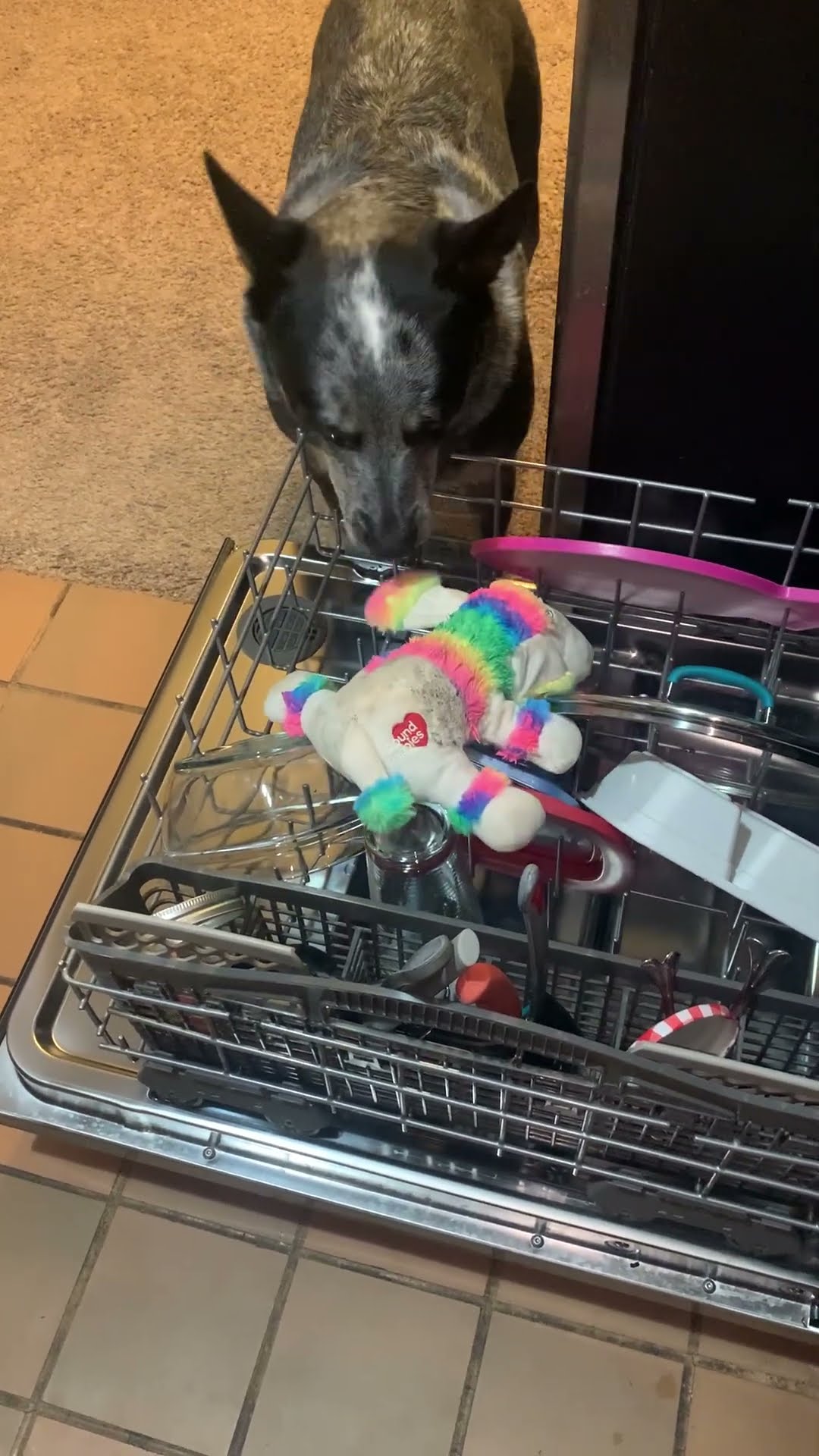 Puppy Wants Her Favorite Toy Cleaned || ViralHog