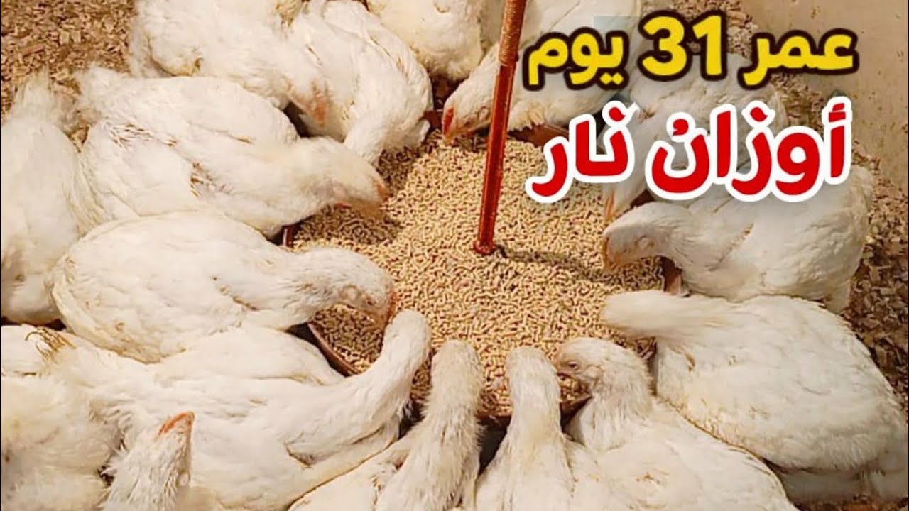 سر رفع الوزن عمر ٣١ يوم 🐔اعلي وزن اقل تكلفه