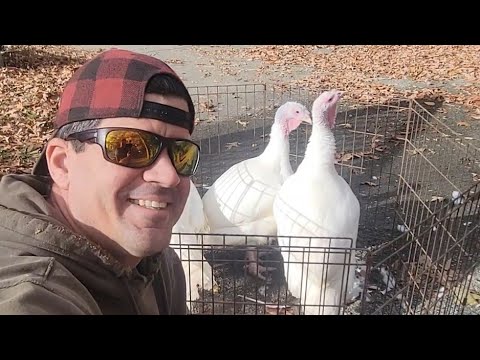 How To Butcher A Turkey!