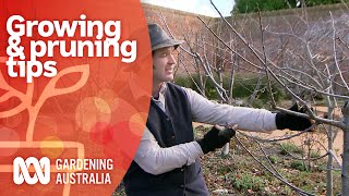 Tips for garden planning, growing bulbs & pruning cherry trees | Growing Tips | Gardening Australia