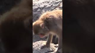#monkey #catatankita #cute #animals #music #zoo #trending #funny #viral #adorable #wildlife #cat