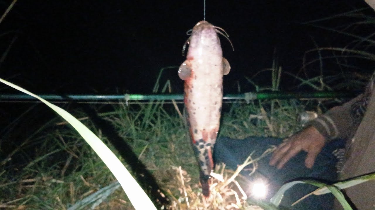  مش ملاحقين على صيد سمك الرعاد والبلطي في النيل مدعكه 