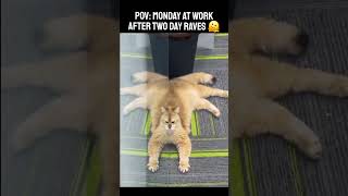 Monday Job 🐱 #cat #rave #weekend #cool #pets #work #housemusic #funny #clubmusic #memes #viralshorts