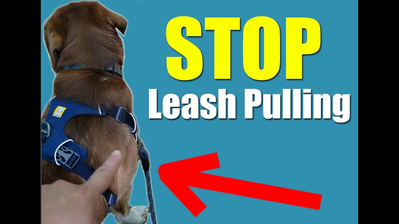 HOW You Can Loose Leash Train a Dog that Pulls YouTube