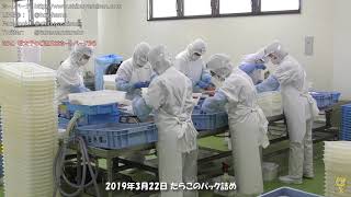 北海道 虎杖浜たらこ コンサドーレ札幌 オフィシャルパートナー 作業風景2019.3.22#7