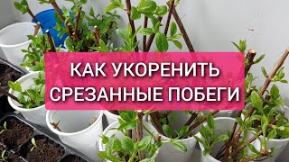 Как укоренить срезанные побеги. Черенкование гортензии почкой/зелёным побегом.Древесное черенкование