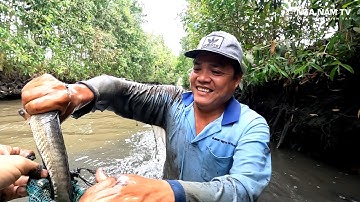 Mò Hang Bắt Cá Miền Tây Toàn Cá Lóc Cá Rô Mề - Cá Luộc Hèm Đậm Chất Miền Tây/Fishing/NGÃ NĂM TV