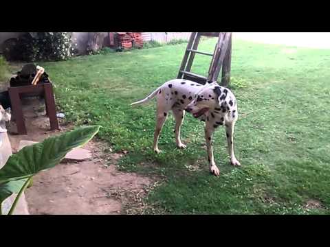 La loba y la lizi - YouTube
