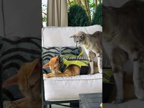 Oriental Shorthair cat wearing a Coyote Vest