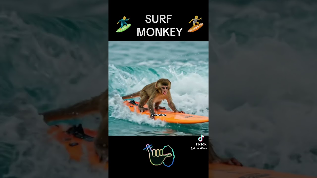 SURF MONKEY 🏄 