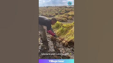 Real Life Farming Sim! 🔥 Satisfying Rice Cutting ASMR! #oddlysatisfying #asmr #farming #harvest