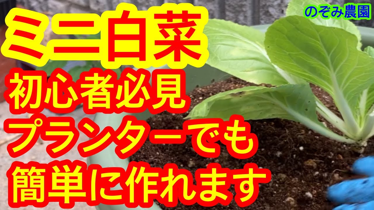 白菜 楽天市場】【ふるさと納税】新しのつ産 白菜 1玉 約3kg はくさい