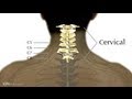 5B. Levels of Injury Explained - Low Cervical - Spinal Cord Injury 101