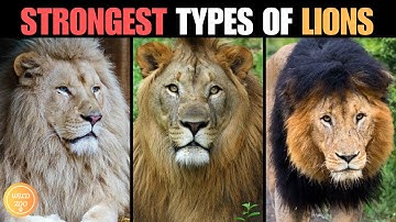 De 5 machtigste leeuwensoorten die ooit hebben geleefd!