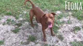 Meet Fiona A Terrier American Staffordshire Currently Available For Adoption At Petango 1026