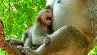 Baby monkey hungrily get milk wrong because mother monkey doesn`t stay to feed baby.