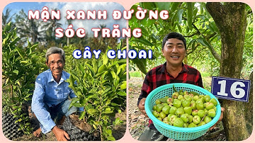 Cây Mận xanh đường Sóc Trăng cây choai | 0386569374 - Ngọc Ngân Bến Tre | Chuyên cây độc lạ