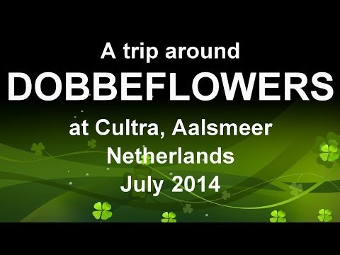 A TRIP AROUND DOBBE FLOWERS AALSMEER NETHERLANDS JULY 2014