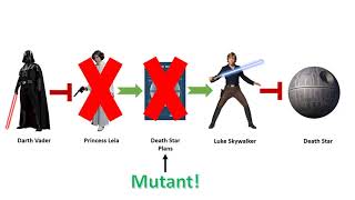 GN(311) Mini Video 4 - Gene Developmental Networks