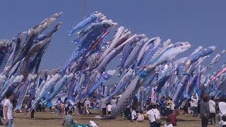 追悼の800匹、空を舞う 宮城の被災地にこいのぼり
