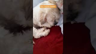 Lugar De Cachorro  No Quintal pets dogshorts lhasaapso viralata viralatacaramelo