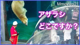 アザラシプール清掃中のララとリラの行動 Polar Bears