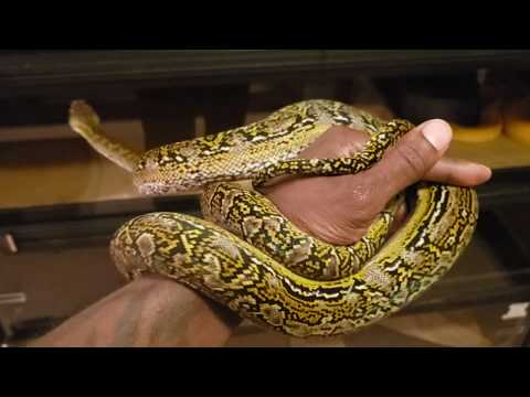 Marble Reticulated Python🐍🔥
