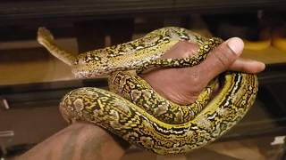 Celebrity Marble Reticulated Python๐๐ฅ Net Worth