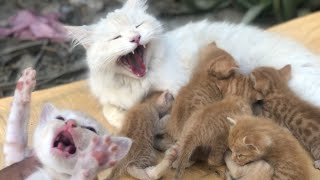 🫠cat possessive and show care for his kids😍🥰🥰🥰😇. ❤️