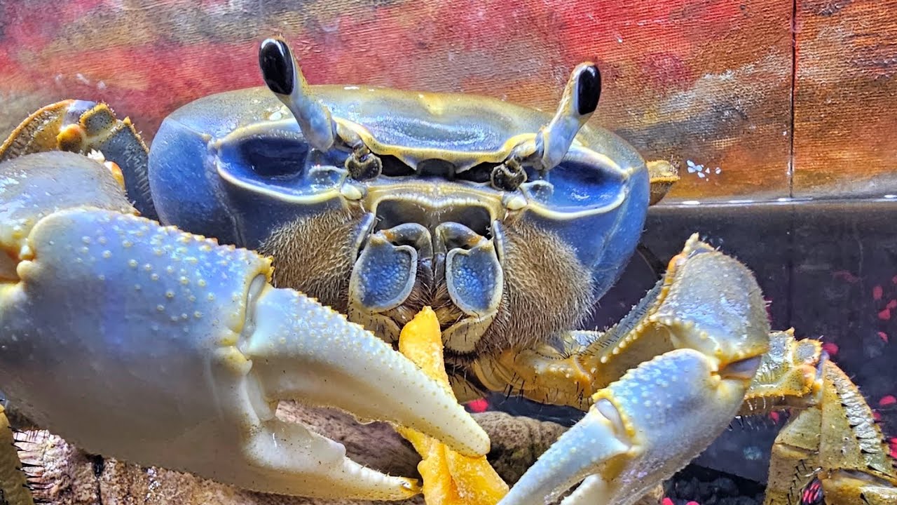 How Crab's Pee educational YouTube