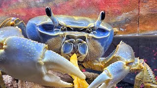 How Crab's Pee #educational