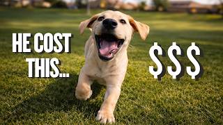 Owning My Labrador Cost Me This Much… (3 Months In)