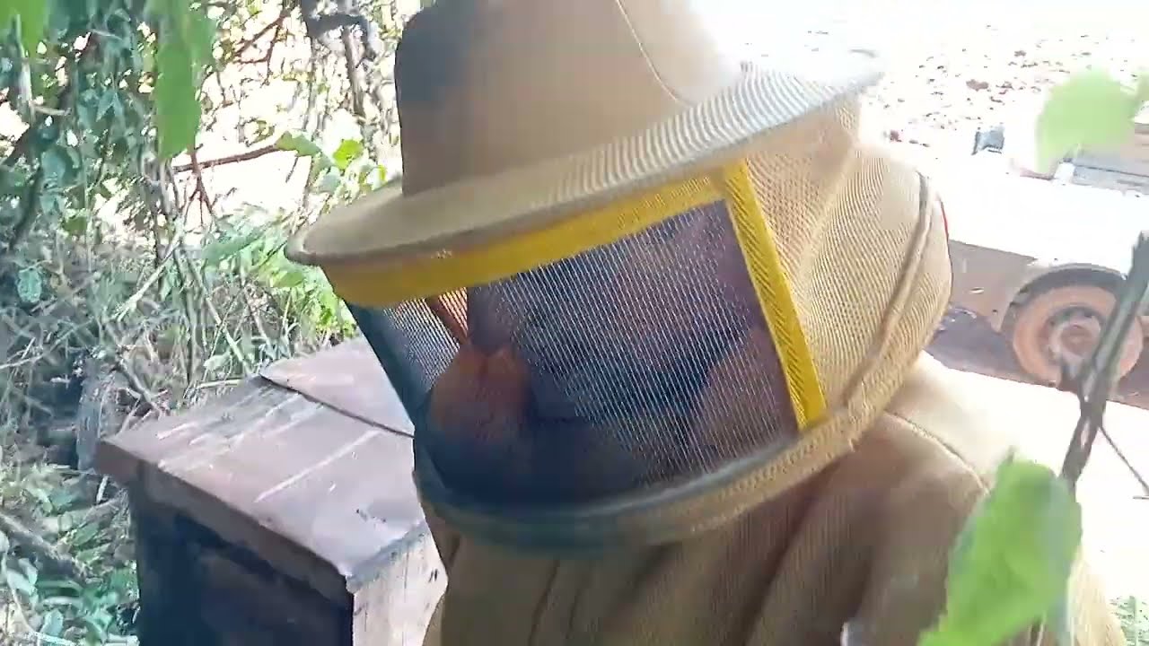 ENXAME CAPTURADO SUPEROU O PADRÃO