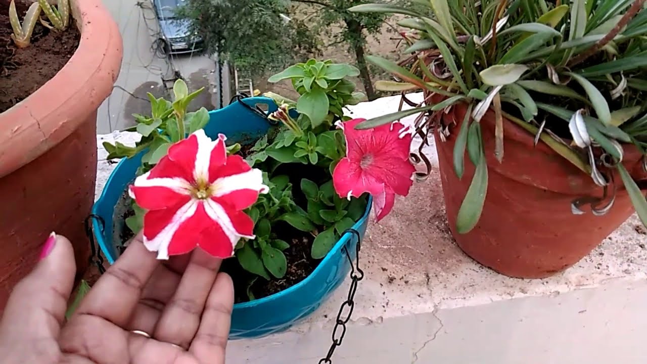 How to care petunia winter flower 🌷🌼🌻 YouTube