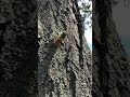 Cicada Emerging time-lapse..