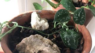 Pothos - Scindapsus pictus