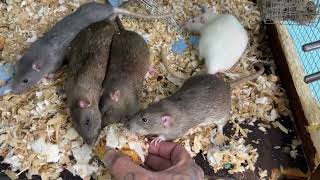 Rats 🐀 Vs cinnamon rolls