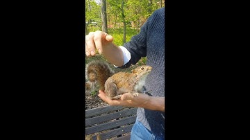 Learn how to be a citizen scientist and advance research about squirrels on SciStarter